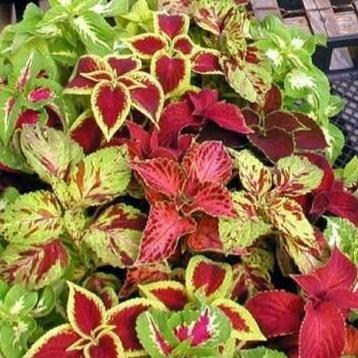 Benih Bibit Biji - Coleus Rainbow Mixed Daun Hias Miana Ornamental - IMPORT