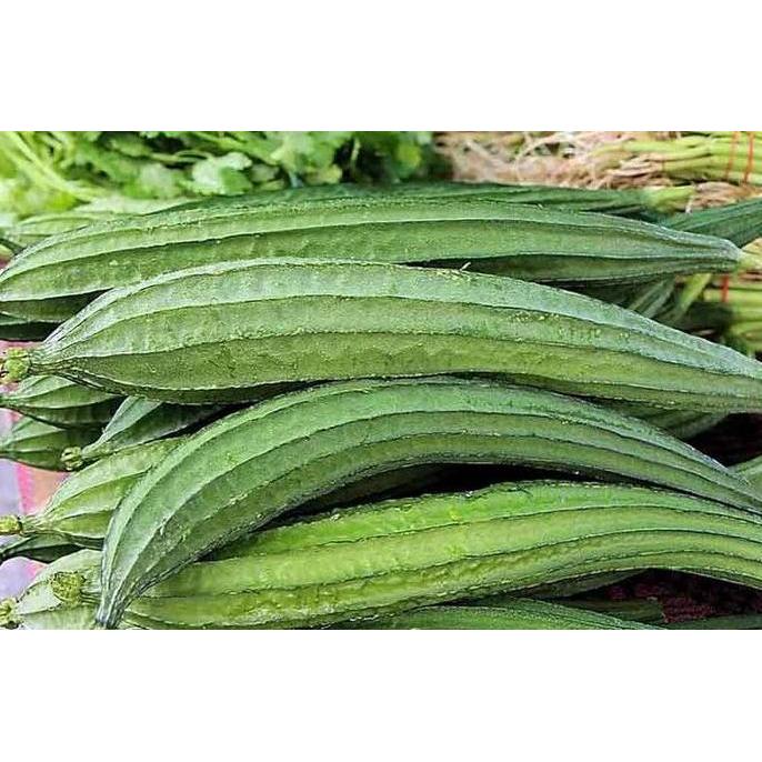 Benih / Bibit / Biji - Gambas Oyong Prima F1 Hybrid Super - LOKAL