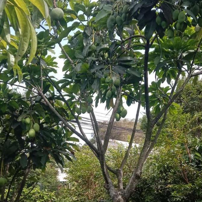 Pohon Mangga Manalagi berbuah/ bibit mangga manalagi sudah buah Terbaik