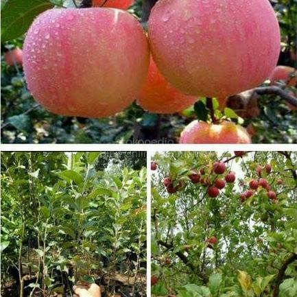 Bibit Tanaman Buah Apel Fuji unggul - Bibit Apel Fuji Cepat Berbuah Terbaik