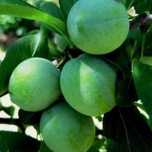 bibit tanaman buah plum hijau Terbaik
