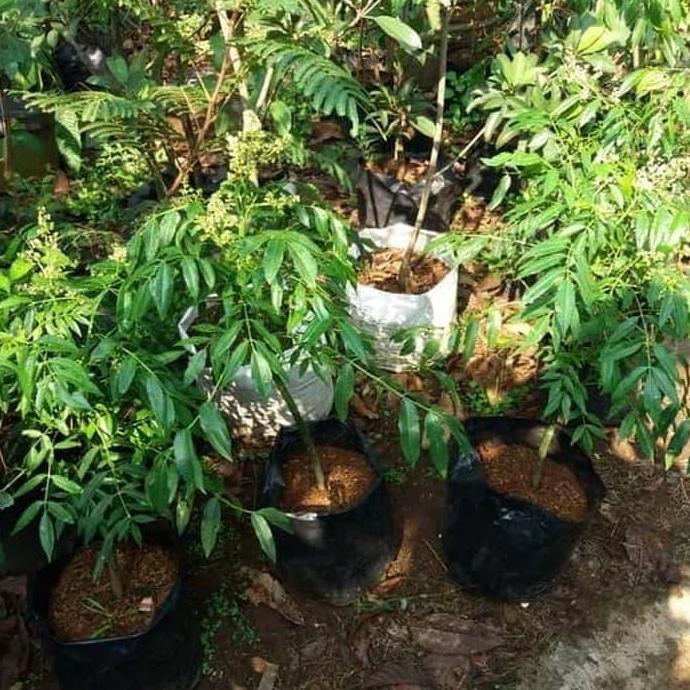 Bibit Pohon Kedongdong - Buah Kedongdong Terbaik