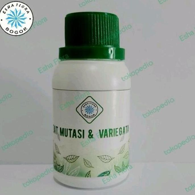Zat Mutasi Variegata Esha Flora