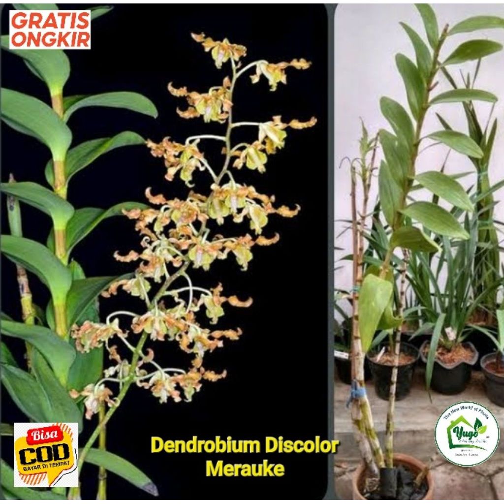 Dendrobium Discolor Merauke Anggrek spesies Asli Papua