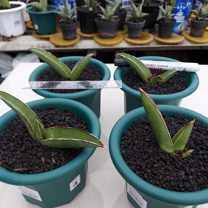 SANSE / SANSEVIERA SAMURAI LONG - SAMURAI SALAF 1POT