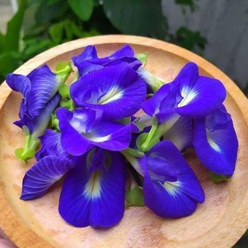 Ready Bunga Telang 1Kg / Buterfly Pea Tea Berkualitas
