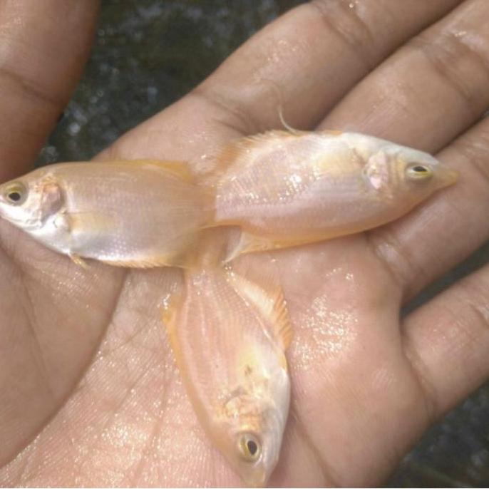 Gurame padang ukuran korek Gas