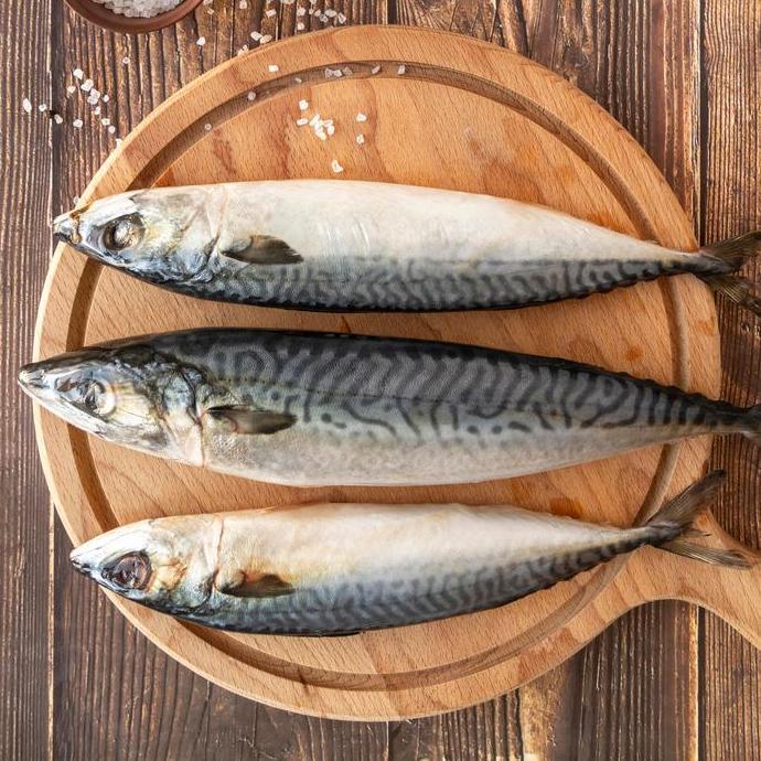 Premium Norway Saba Fish / Norway Mackerel