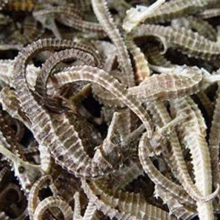 kuda laut kering asli besar 8cm 3biji