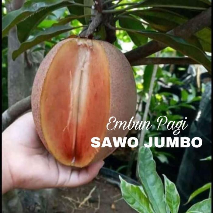 Bibit Pohon Buah Sawo Jumbo Thailand Bsize TOB1