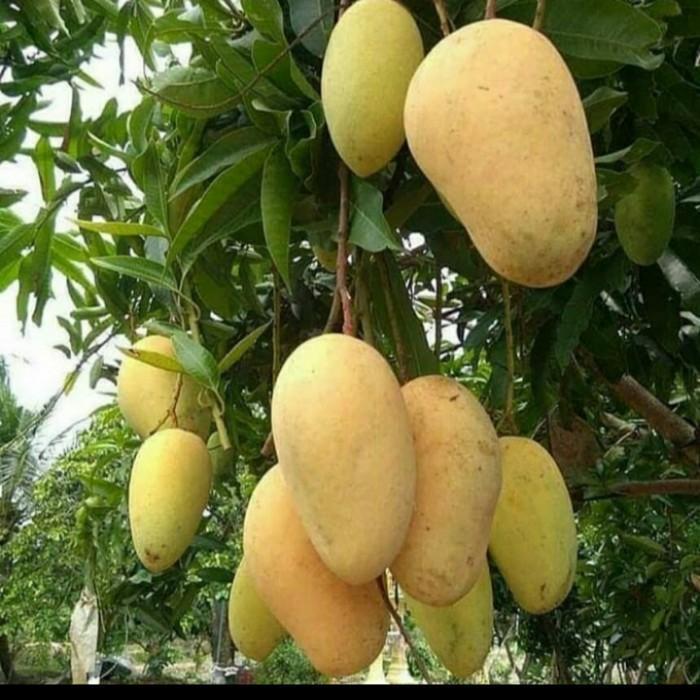 BIBIT TANAMAN BUAH MANGGA CHOKANAN/ MANGGA COKANAN ASLI VALID TOB1