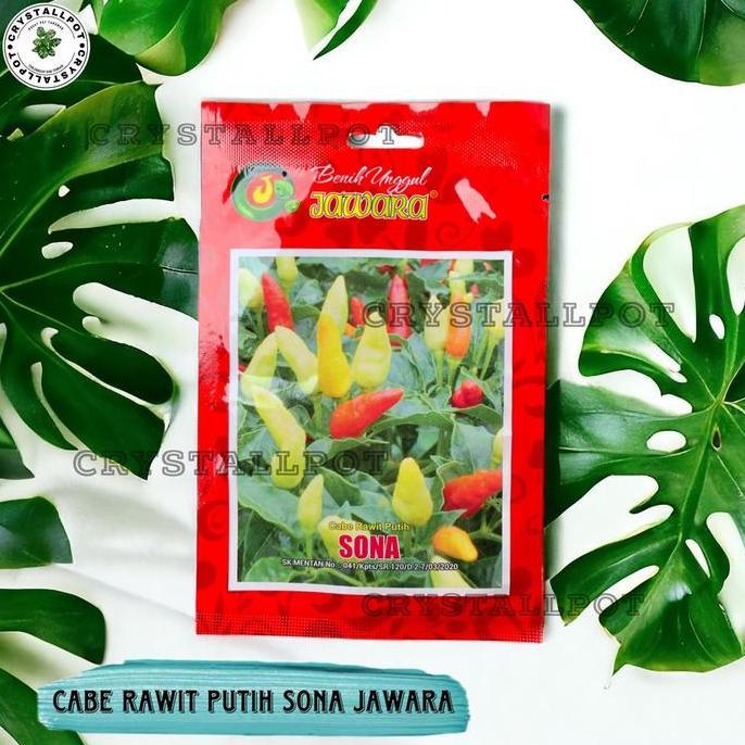 Okwemereza- Benih Bibit Cabe Rawit Putih Sona Benih Unggul Jawara - Cabe Rawit Putih Sona