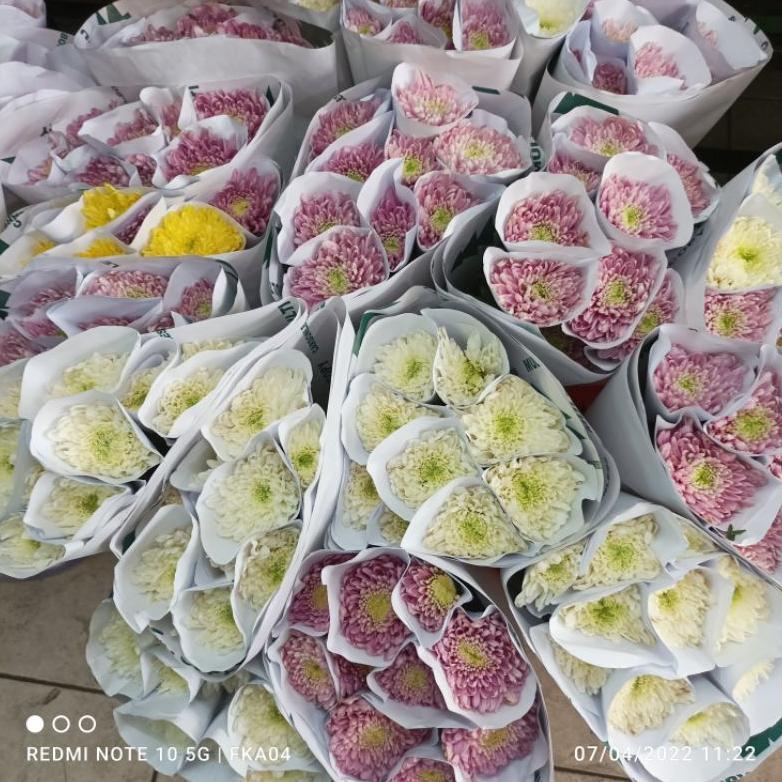 Bunga Krisan Segar (Bunga Potong Segar Jakarta)