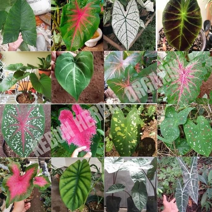 Umbi keladi hias caladium