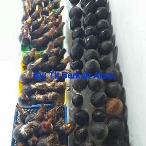 bibit/bahan bonsai kelapa mini/gading