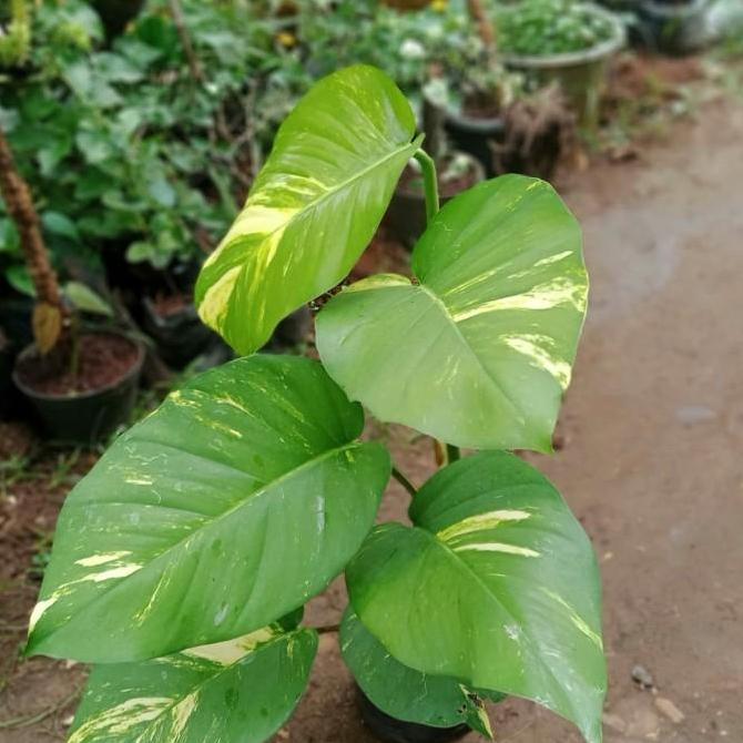 tanaman sirih gading giant/sirih gading daun besar/sirih gading jumbo