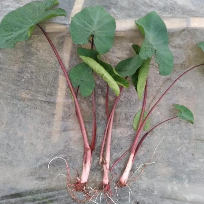 bibit talas jepang merah