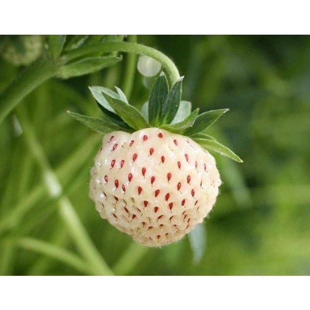 Benih Bibit Biji Buah Stroberi Strawberry White Alpine Import