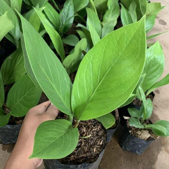 Tanaman hias anthurium jemani cobra catalog - Jemani kobra katalog