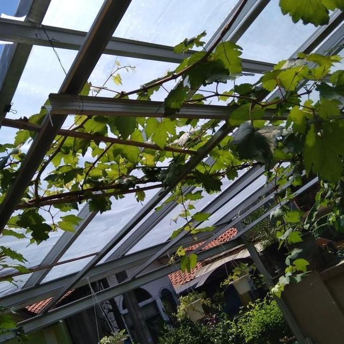 Entres Anggur Import Transfigurasi Trans, Mata Tunas. Hrg per 1 Matun