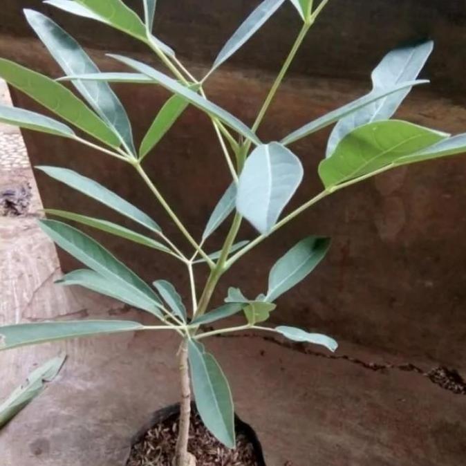 Tanaman Tabebuya Varian Warna Pohon Tabebuya Bibit Tanaman Tabebuya