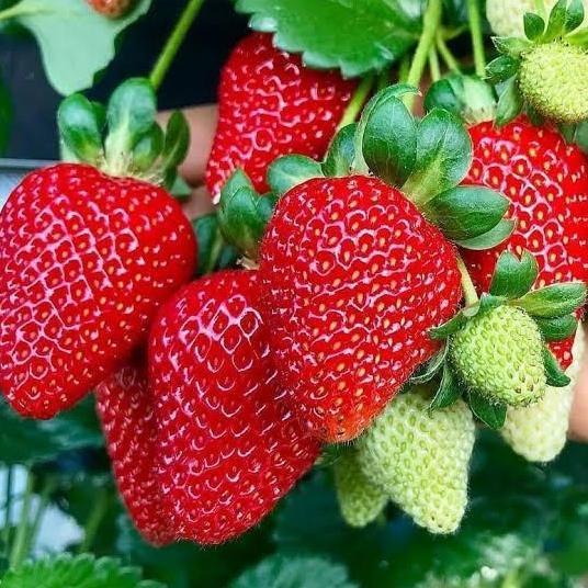 Benih buah strawberry california jumbo