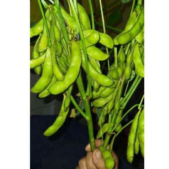 benih KEDELAI EDAMAME JEPANG RYOKO 75 bibit unggul berkualitas