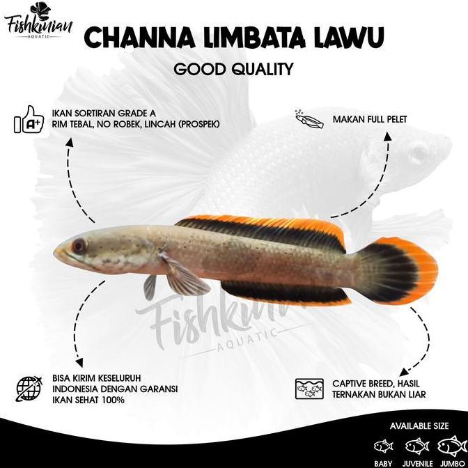 Yujitaro- Ikan Channa Limbata Lawu - Rim Tebal Asli Lawu
