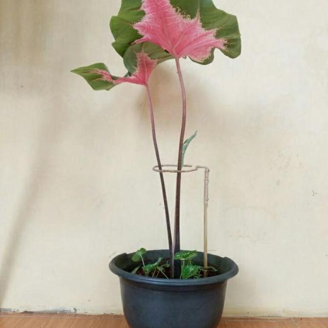 Turus Keladi Penyangga Tanaman Keladi