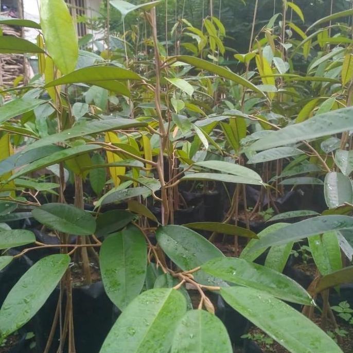 Bibit durian duri hitam kaki 3 - durian ochee