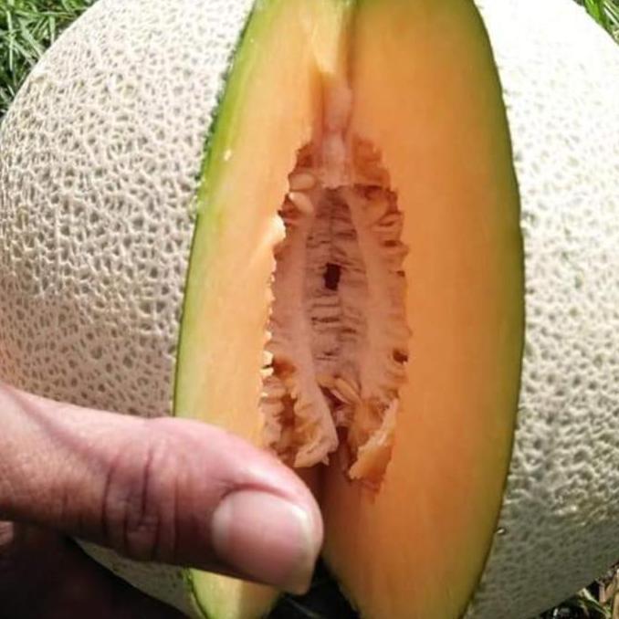 Melon JUMBO F1 "bintang asia"