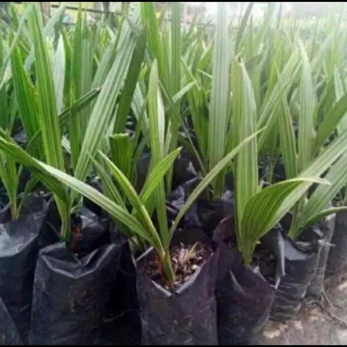 bibit kurma ajwa kultur jaringan