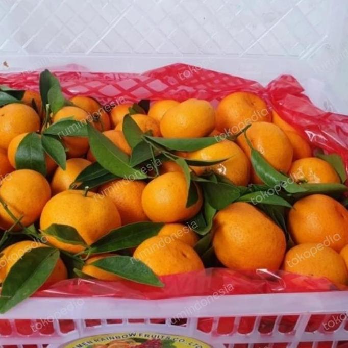 Fruting- Jeruk Santang Daun / Jeruk Santang Daun Mandarin