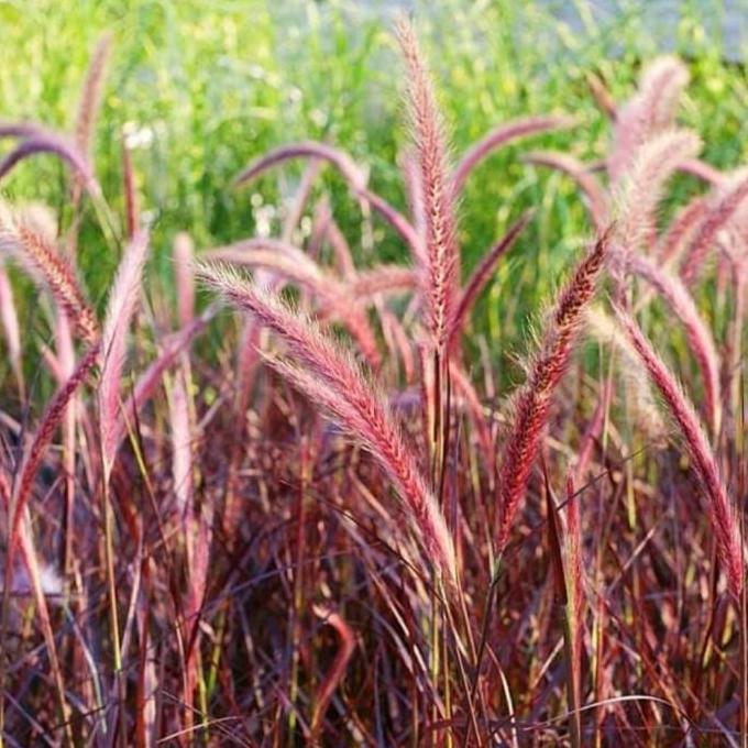 tanaman hias alang alang merah - pohon alang alang merah