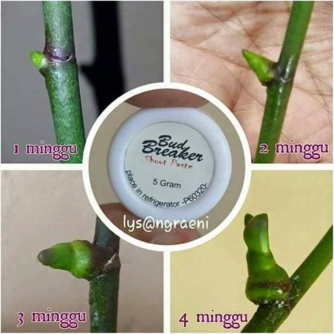Bud Breaker 5 Gram Penumbuh Tunas Anggrek