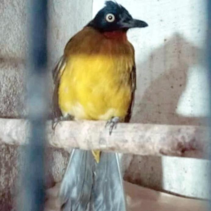 burung kutilang mas jantan rawatan rajin bunyi voer kasar