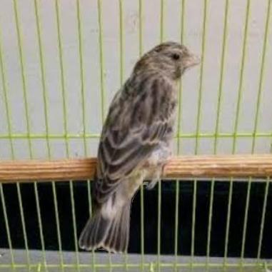 burung blackthroat betina siapan