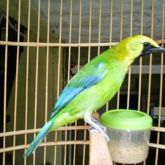 burung cucak ranting jantan