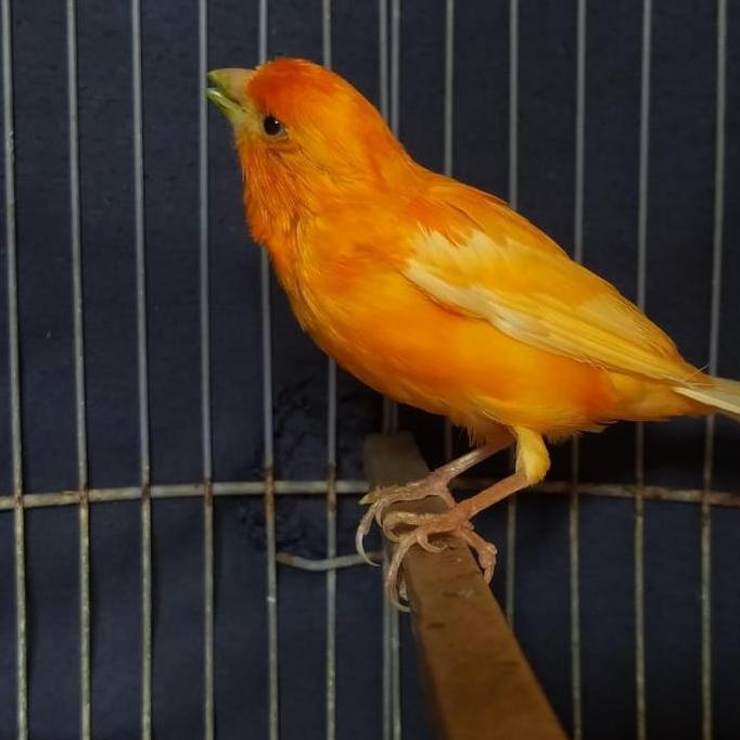 Burung kenari merlok gacor murah