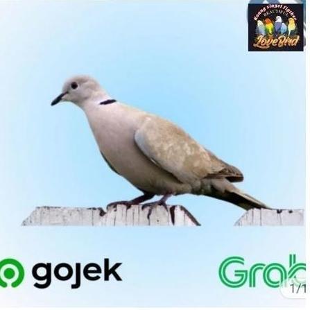 burung puter pelung jantan gacor