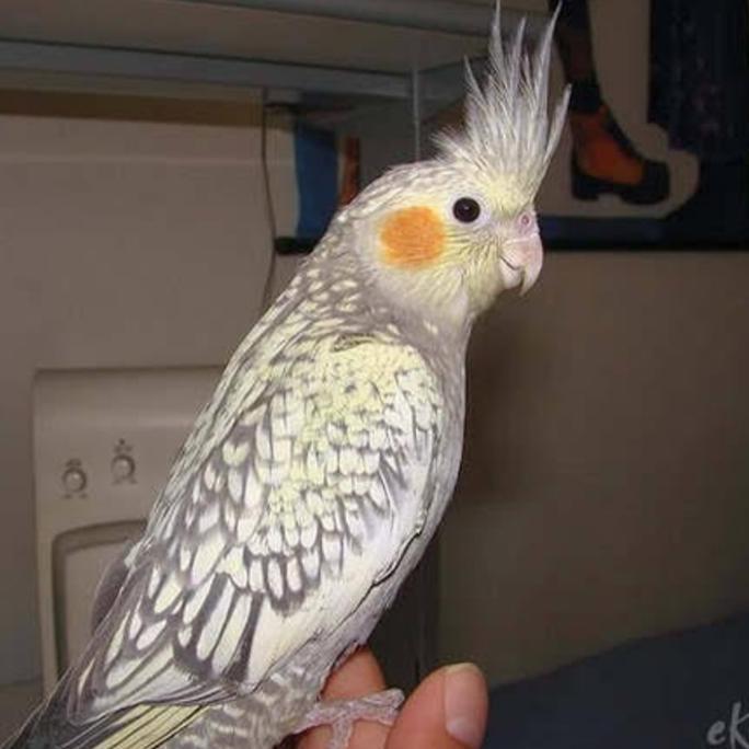 burung falk parkit Australia grey mutiara