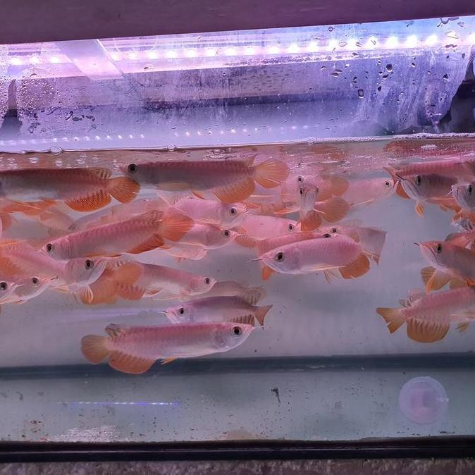 NEW IKAN ARWANA GOLDEN RED ORI