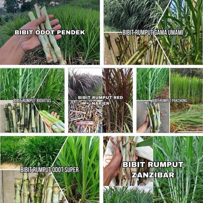Bibit Rumput Mix 7 Jenis Bibit 3 kg (ODOT PENDEK, ODOT SUPER, BIOVITAS, GAMMA UMAMI, PAKCHONG, RED N