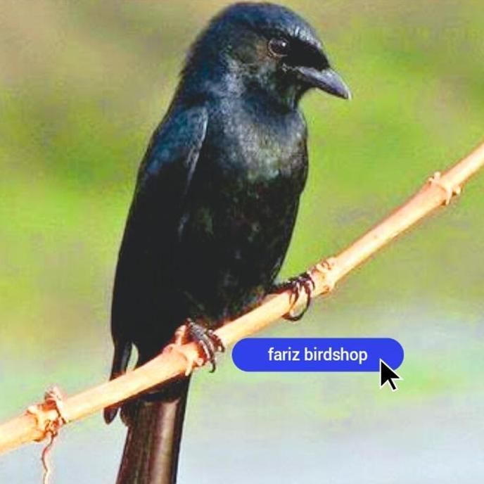 burung srigunting hitam bahan pilihan jantan