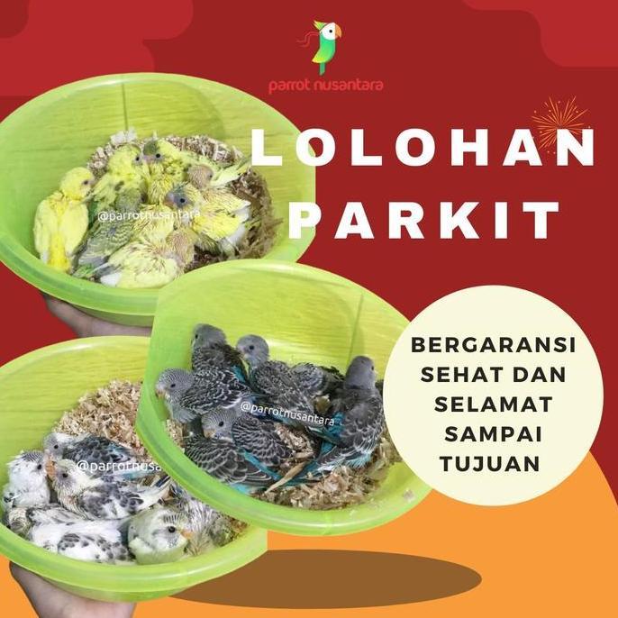 anakan lolohan burung parkit warna