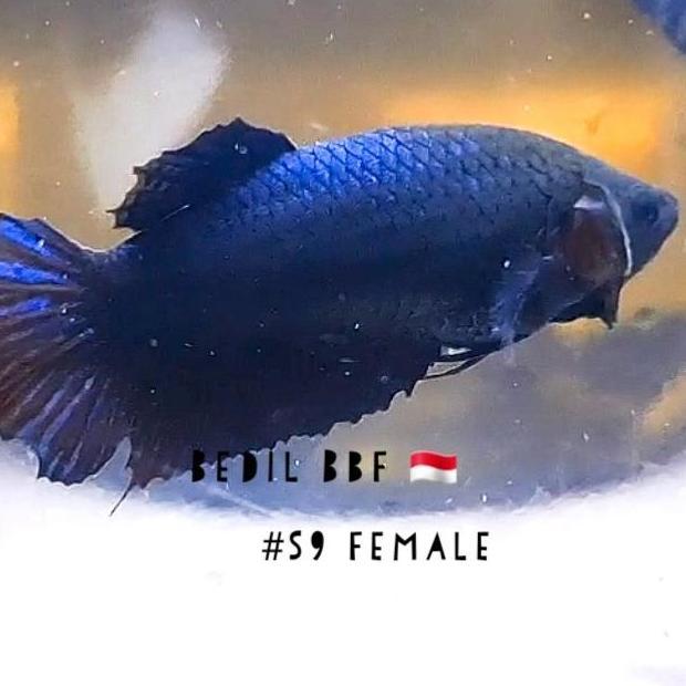 CUPANG ADU FEMALE IMPORT IPOH SAKAI