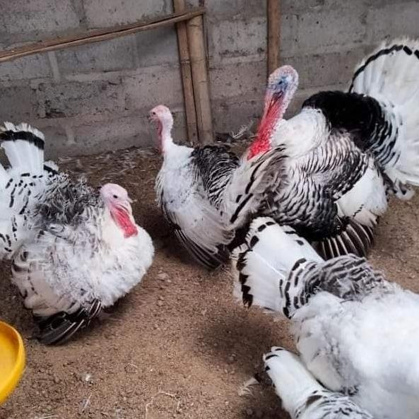 KALKUN ROYAL PALM TURKEY CHICKEN KALKUN HIAS 1 JANTAN 2 BETINA