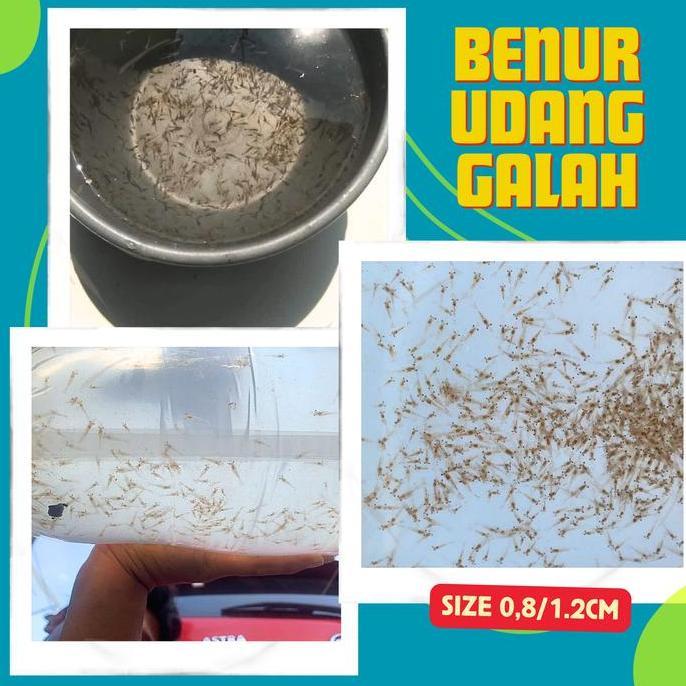 BENUR UDANG GALAH AIR TAWAR 1,5 CM 5000 EKOR