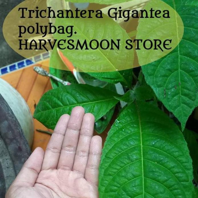 Trichantera Gigantea dapat 2 pohon
