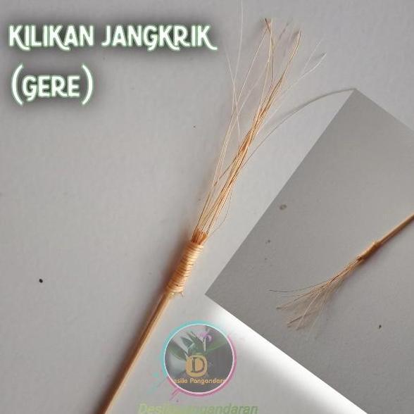 kilikan jangkrik aduan - gere jangkrik genggong - kilikan cocofiber